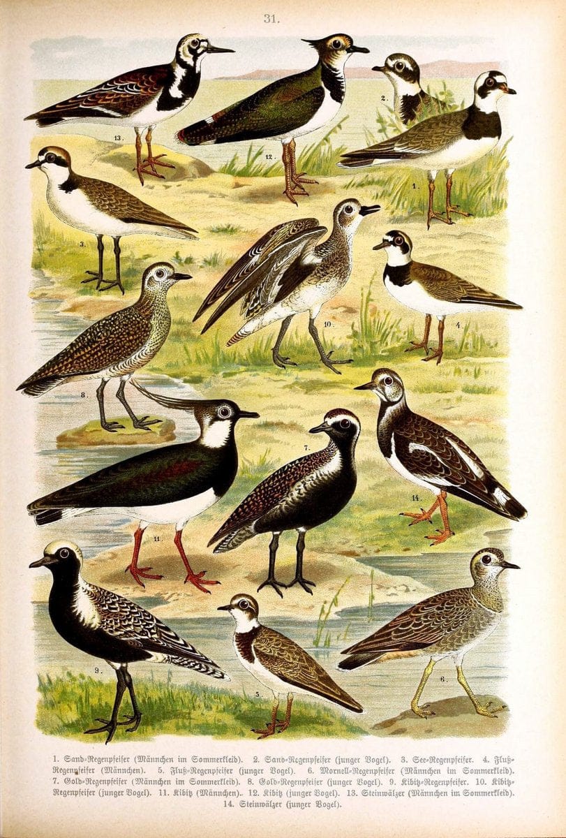 Die Vögel Europas :.Stuttgart:C. Hoffmann'sche Verlagsbuchhandlung,1897.  | Birds Europe  | Vintage Print Reproduction 473594