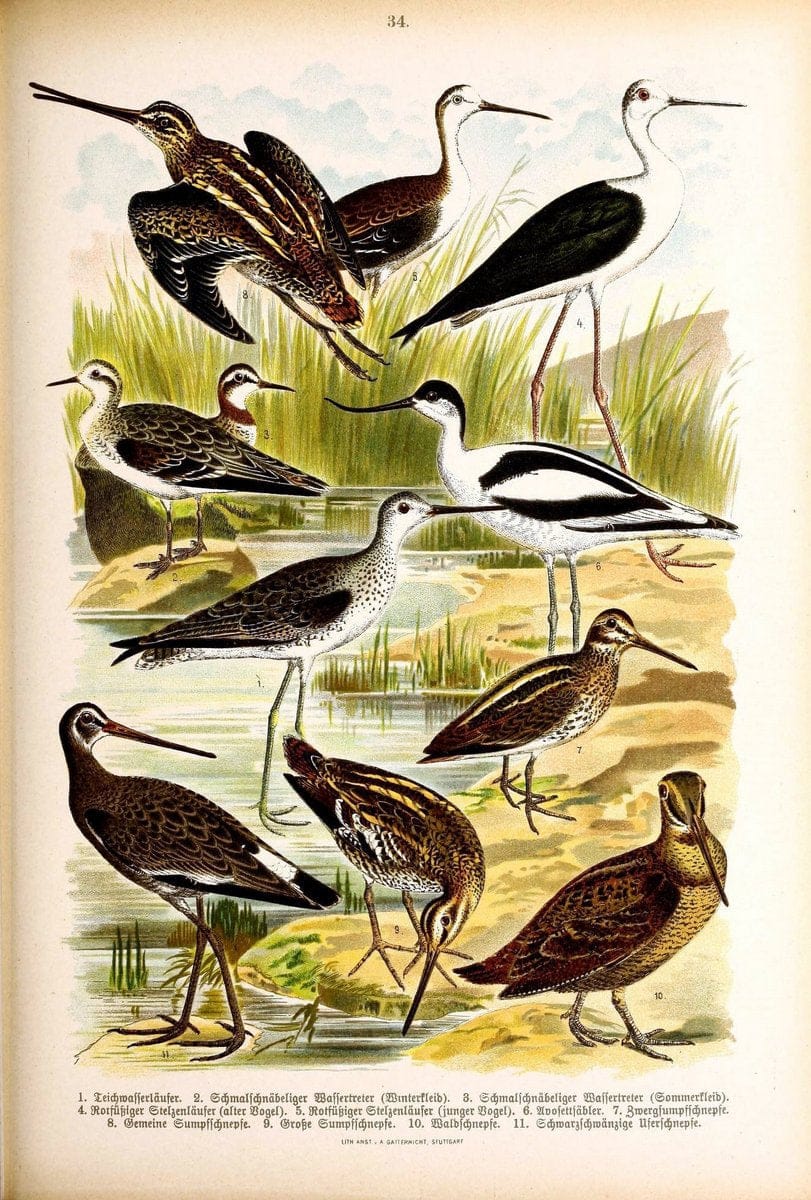 Die Vögel Europas :.Stuttgart:C. Hoffmann'sche Verlagsbuchhandlung,1897.  | Birds Europe  | Vintage Print Reproduction 473597