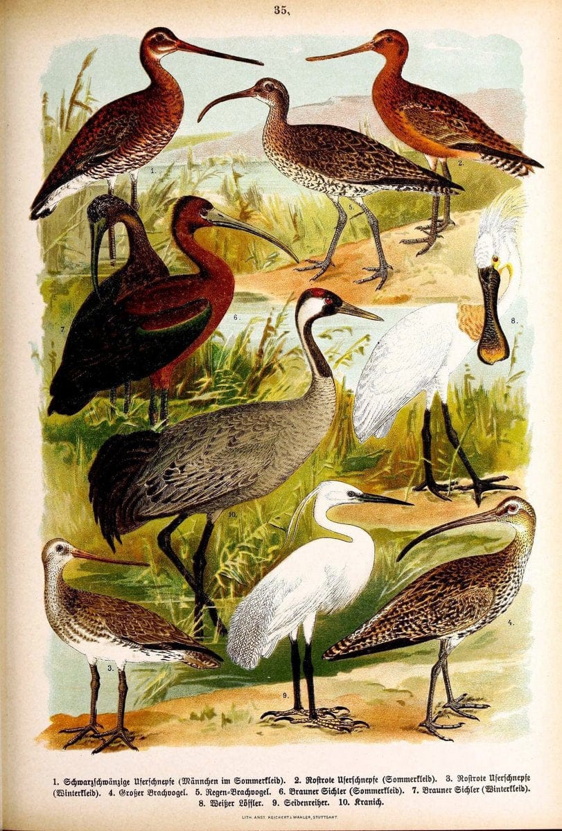 Die Vögel Europas :.Stuttgart:C. Hoffmann'sche Verlagsbuchhandlung,1897.  | Birds Europe  | Vintage Print Reproduction 473598