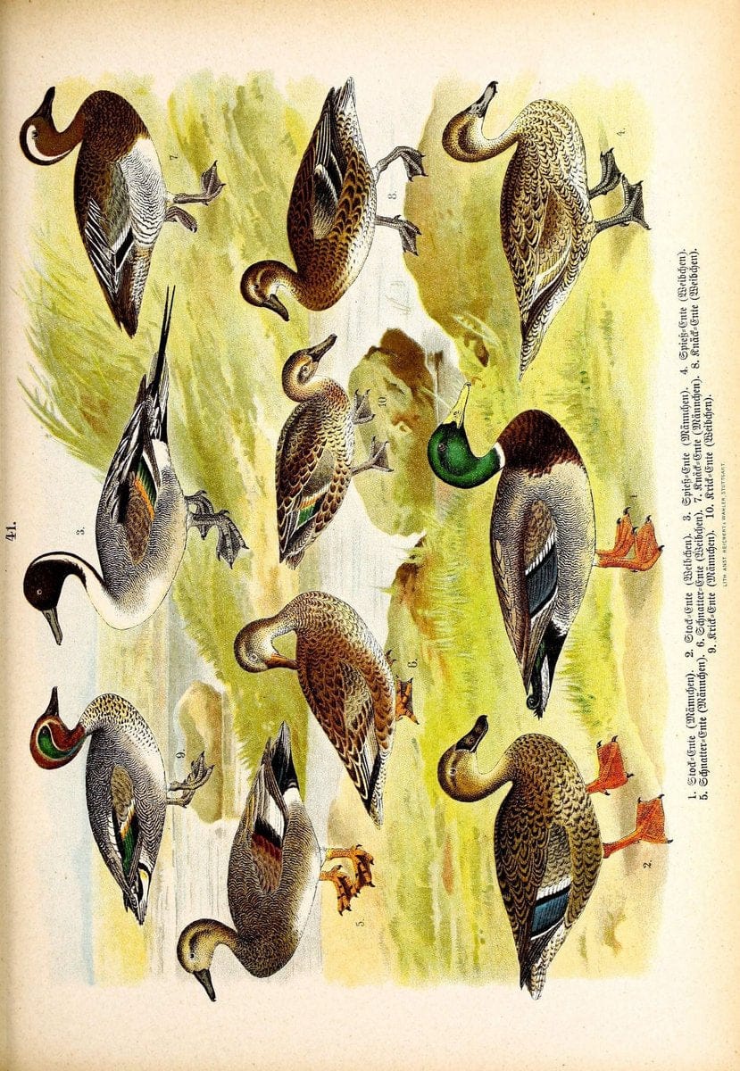 Die Vögel Europas :.Stuttgart:C. Hoffmann'sche Verlagsbuchhandlung,1897.  | Birds Europe  | Vintage Print Reproduction 473604