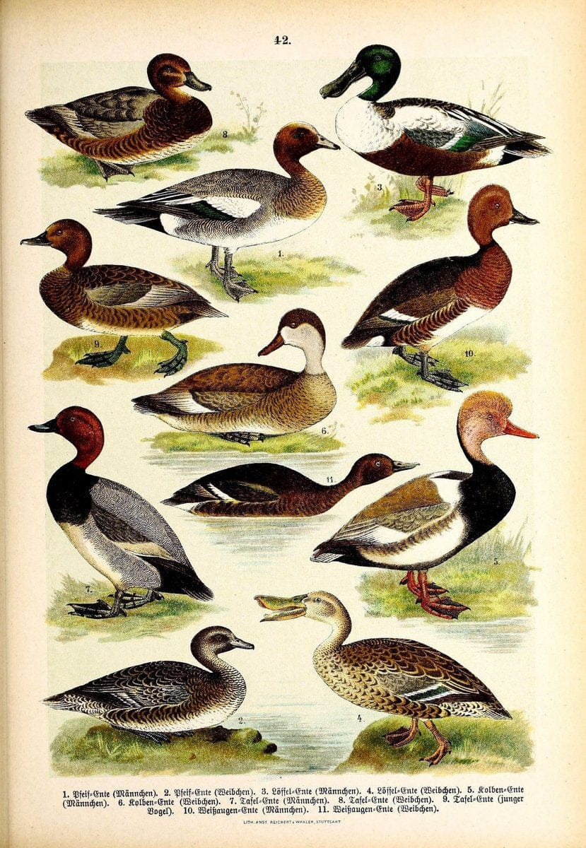 Die Vögel Europas :.Stuttgart:C. Hoffmann'sche Verlagsbuchhandlung,1897.  | Birds Europe  | Vintage Print Reproduction 473605