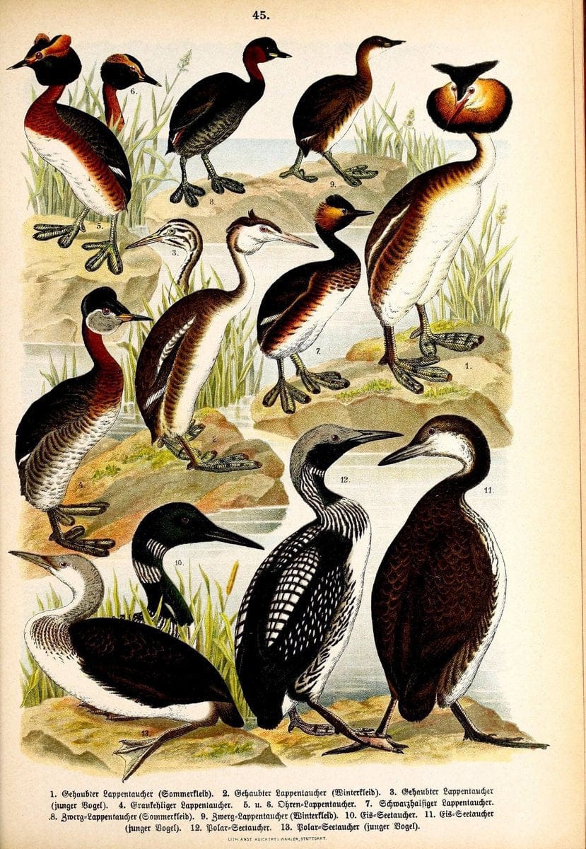 Die Vögel Europas :.Stuttgart:C. Hoffmann'sche Verlagsbuchhandlung,1897.  | Birds Europe  | Vintage Print Reproduction 473608