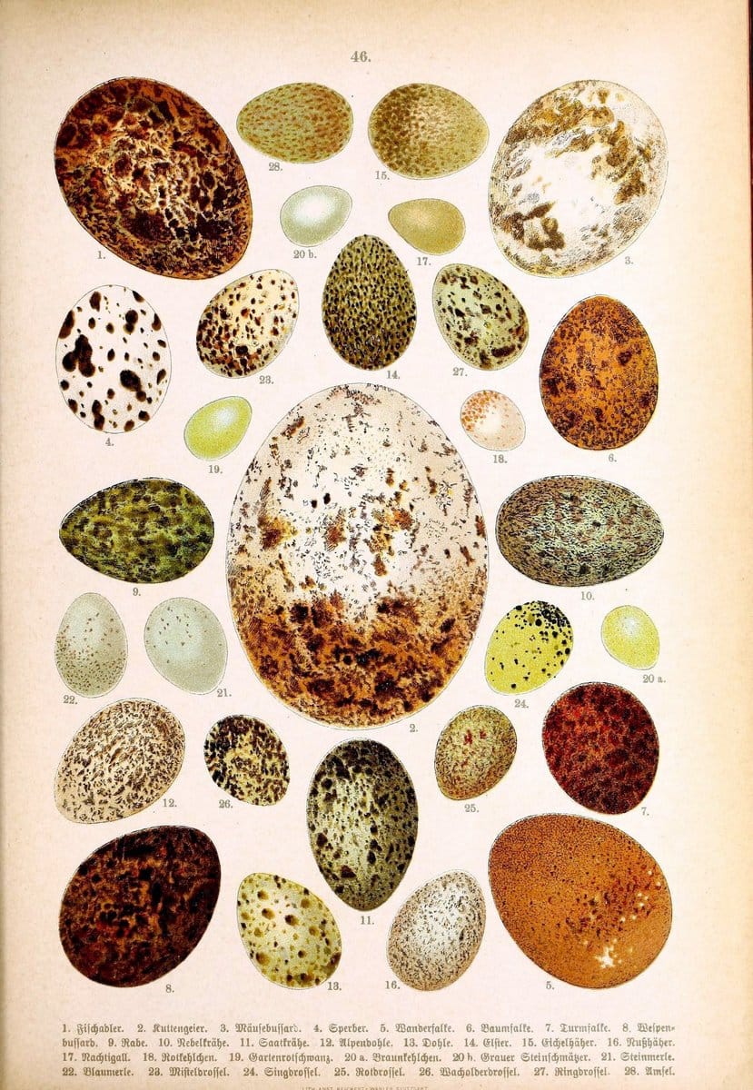 Die Vögel Europas :.Stuttgart:C. Hoffmann'sche Verlagsbuchhandlung,1897.  | Birds Europe  | Vintage Print Reproduction 473609