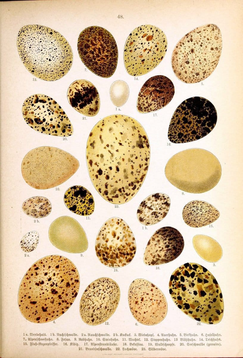 Die Vögel Europas :.Stuttgart:C. Hoffmann'sche Verlagsbuchhandlung,1897.  | Birds Europe  | Vintage Print Reproduction 473611