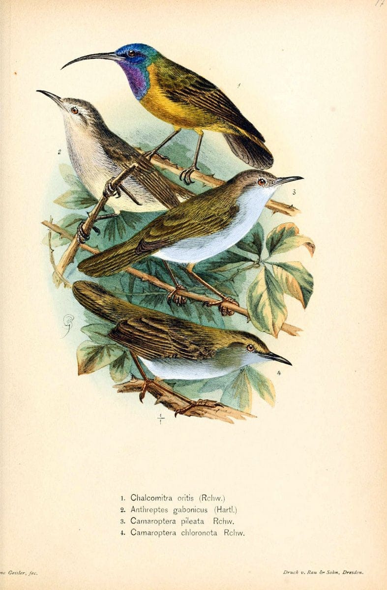 Die Vögel Afrikas. atlas.Neudamm,J. Neumann,1900-05. | Africa Birds SIL | Vintage Print Reproduction 473613