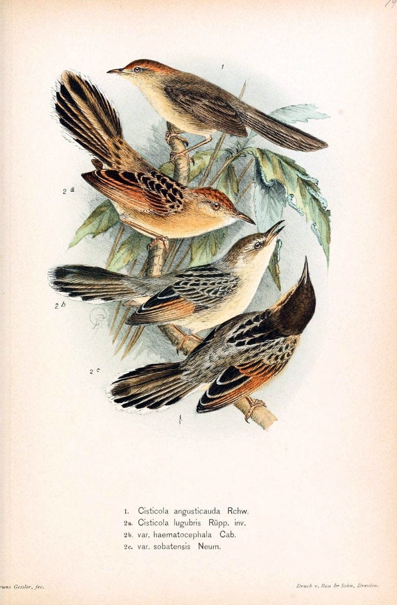 Die Vögel Afrikas. atlas.Neudamm,J. Neumann,1900-05. | Africa Birds SIL | Vintage Print Reproduction 473615