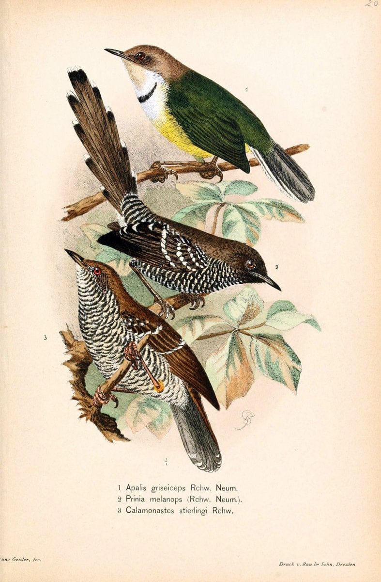 Die Vögel Afrikas. atlas.Neudamm,J. Neumann,1900-05. | Africa Birds SIL | Vintage Print Reproduction 473616