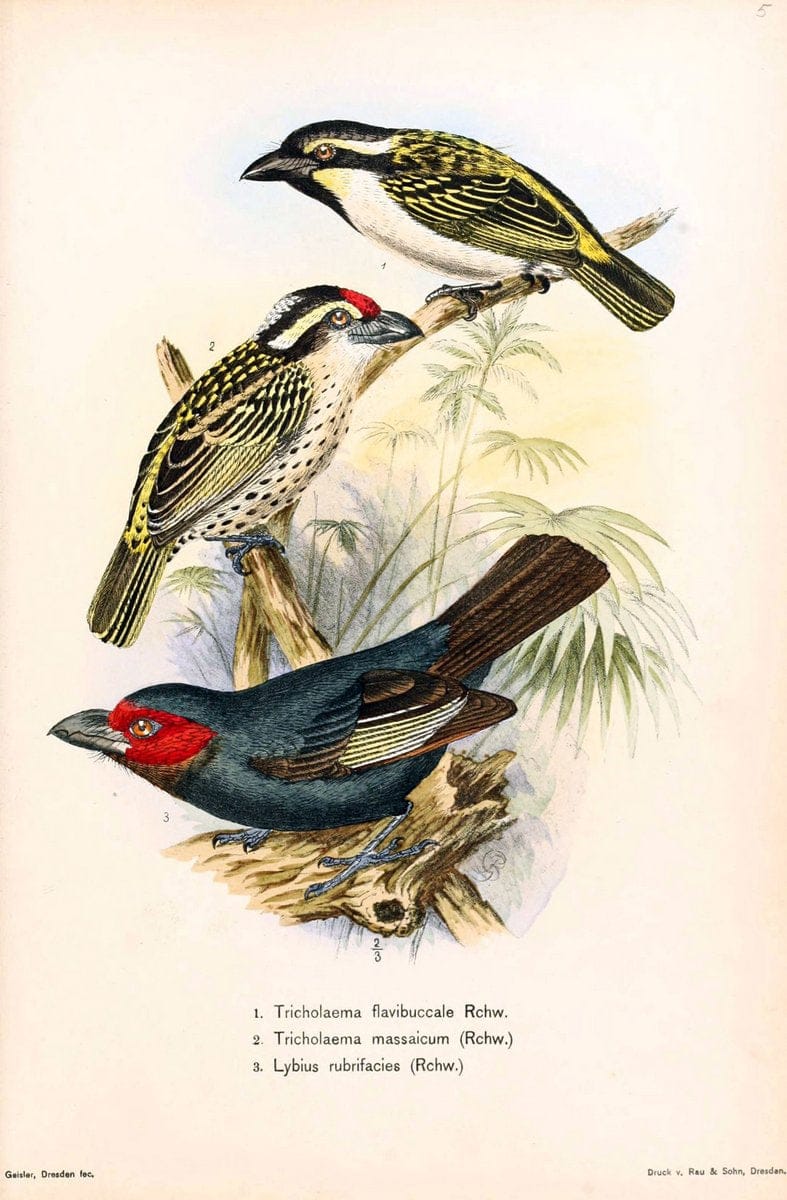 Die Vögel Afrikas. atlas.Neudamm,J. Neumann,1900-05. | Africa Birds SIL | Vintage Print Reproduction 473631