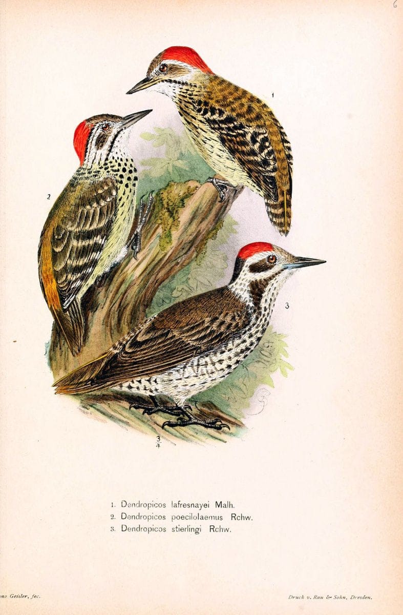 Die Vögel Afrikas. atlas.Neudamm,J. Neumann,1900-05. | Africa Birds SIL | Vintage Print Reproduction 473632