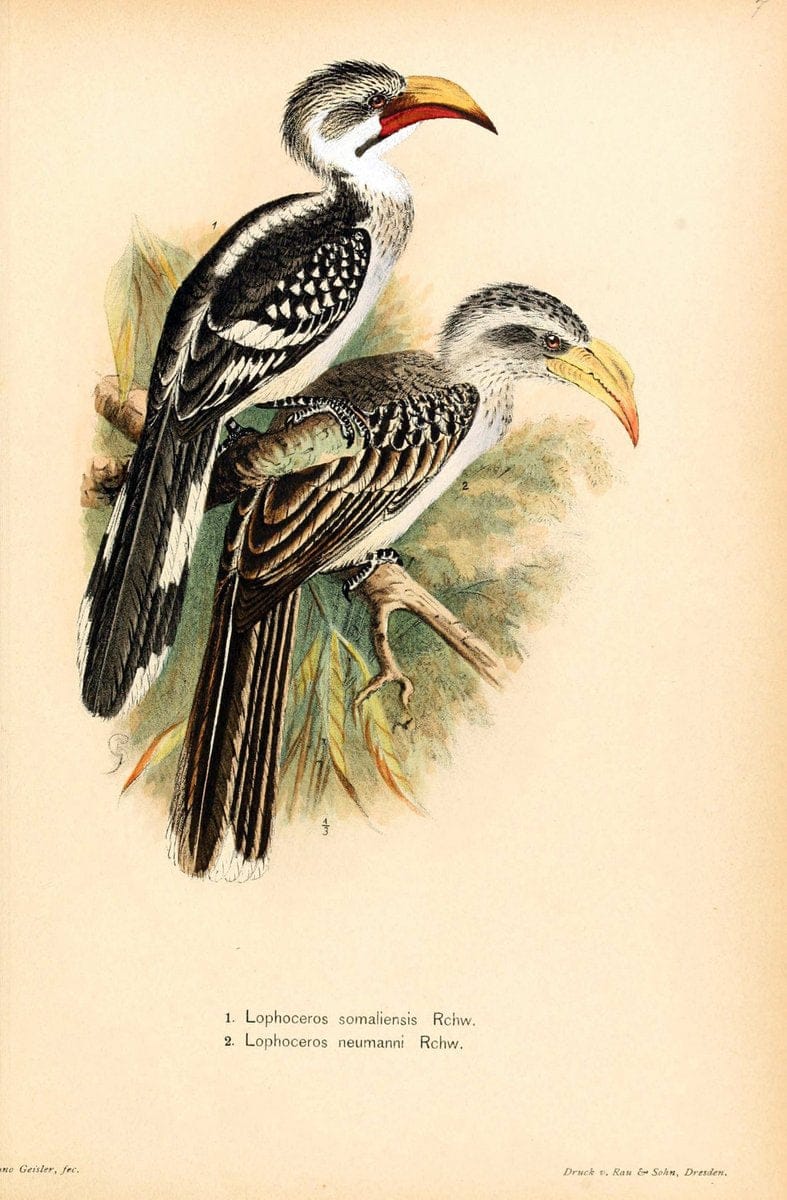 Die Vögel Afrikas. atlas.Neudamm,J. Neumann,1900-05. | Africa Birds SIL | Vintage Print Reproduction 473633