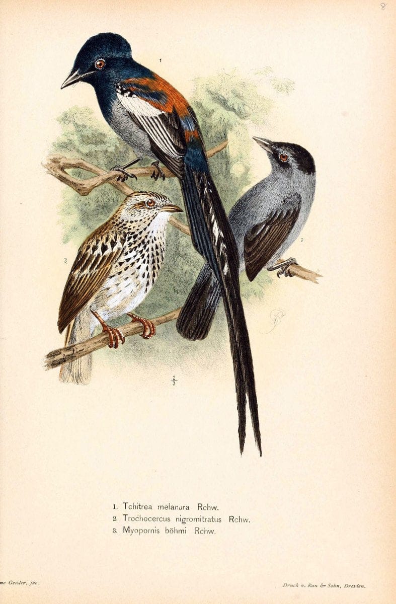 Die Vögel Afrikas. atlas.Neudamm,J. Neumann,1900-05. | Africa Birds SIL | Vintage Print Reproduction 473634