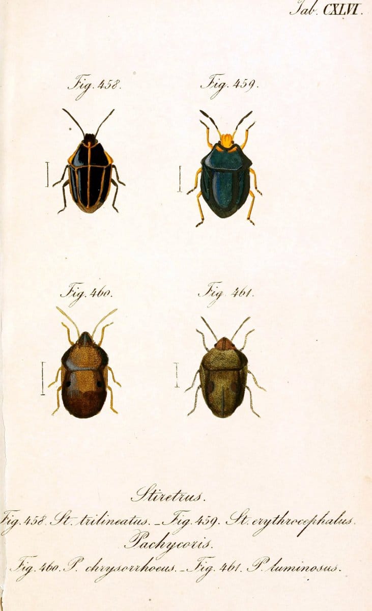 Die wanzenartigen Insecten :.Nürnberg :In der C.H. Zeh'schen Buchhandlung,1831-1853.  | Hemiptera | Vintage Print Reproduction 473691