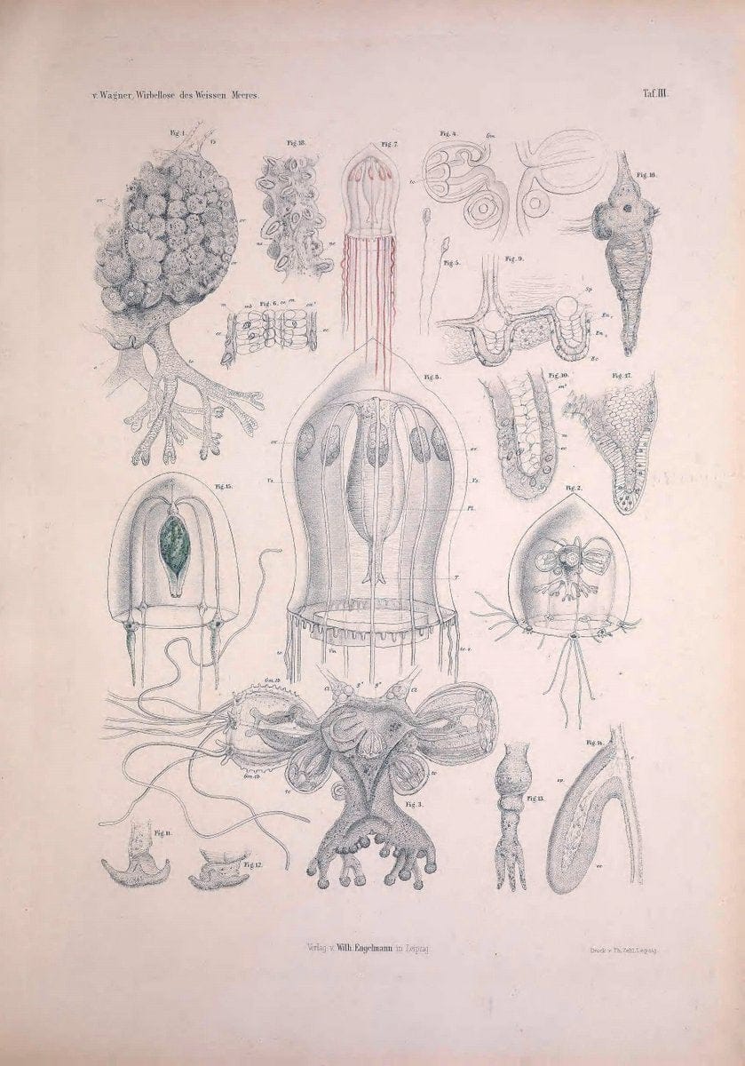 Die Wirbellosen des Weissen Meeres. Erster Band :.Leipzig :W. Engelmann,1885.  | "Marine invertebrates" "Russia (Federation)" "Solovetski Islands" | Vintage Print Reproduction 473810