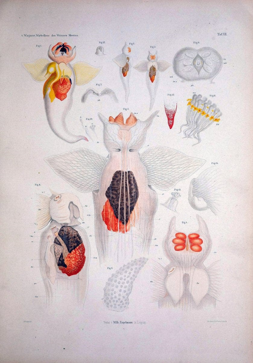 Die Wirbellosen des Weissen Meeres. Erster Band :.Leipzig :W. Engelmann,1885.  | "Marine invertebrates" "Russia (Federation)" "Solovetski Islands" | Vintage Print Reproduction 473814