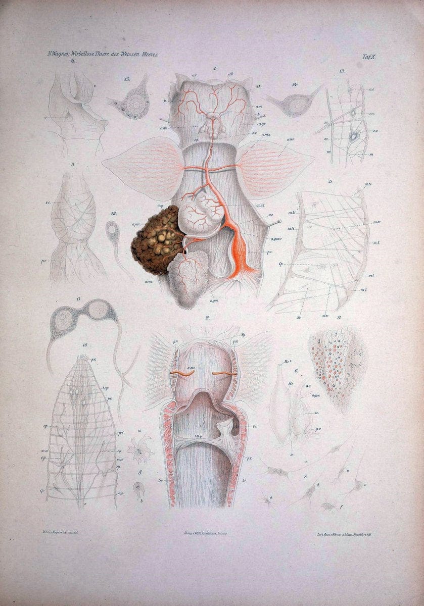 Die Wirbellosen des Weissen Meeres. Erster Band :.Leipzig :W. Engelmann,1885.  | "Marine invertebrates" "Russia (Federation)" "Solovetski Islands" | Vintage Print Reproduction 473817