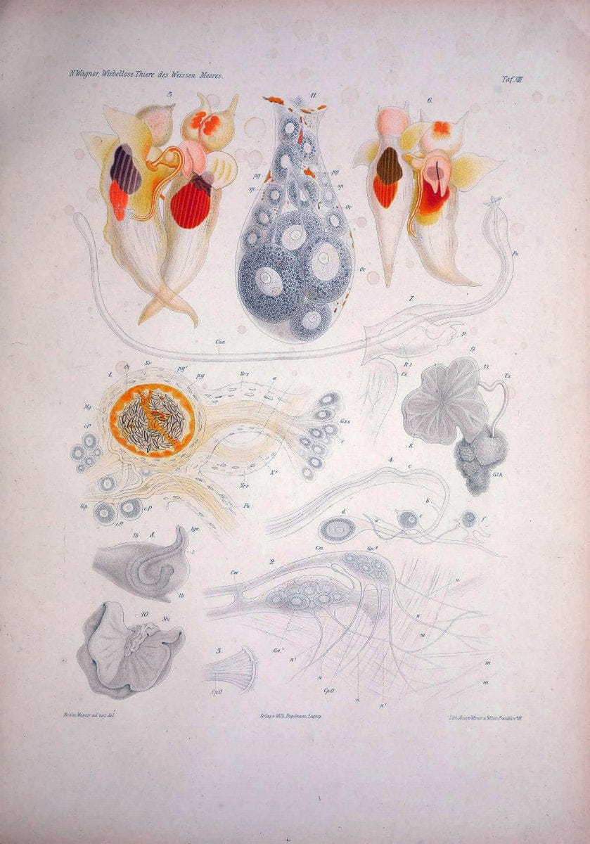 Die Wirbellosen des Weissen Meeres. Erster Band :.Leipzig :W. Engelmann,1885.  | "Marine invertebrates" "Russia (Federation)" "Solovetski Islands" | Vintage Print Reproduction 473820