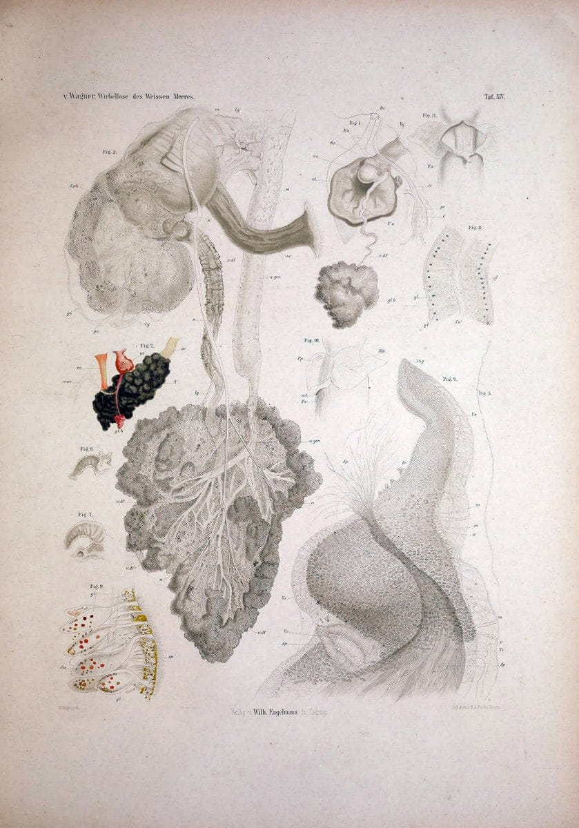 Die Wirbellosen des Weissen Meeres. Erster Band :.Leipzig :W. Engelmann,1885.  | "Marine invertebrates" "Russia (Federation)" "Solovetski Islands" | Vintage Print Reproduction 473821