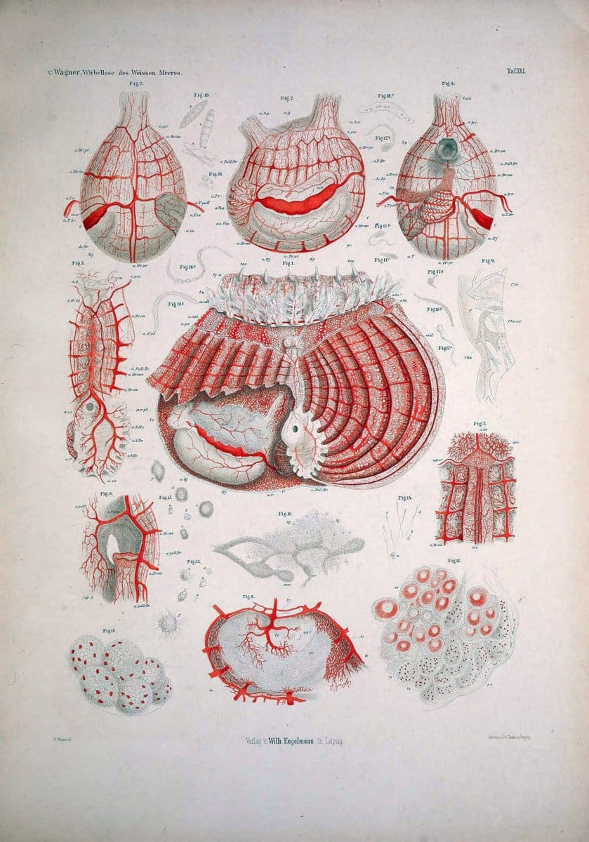 Die Wirbellosen des Weissen Meeres. Erster Band :.Leipzig :W. Engelmann,1885.  | "Marine invertebrates" "Russia (Federation)" "Solovetski Islands" | Vintage Print Reproduction 473823