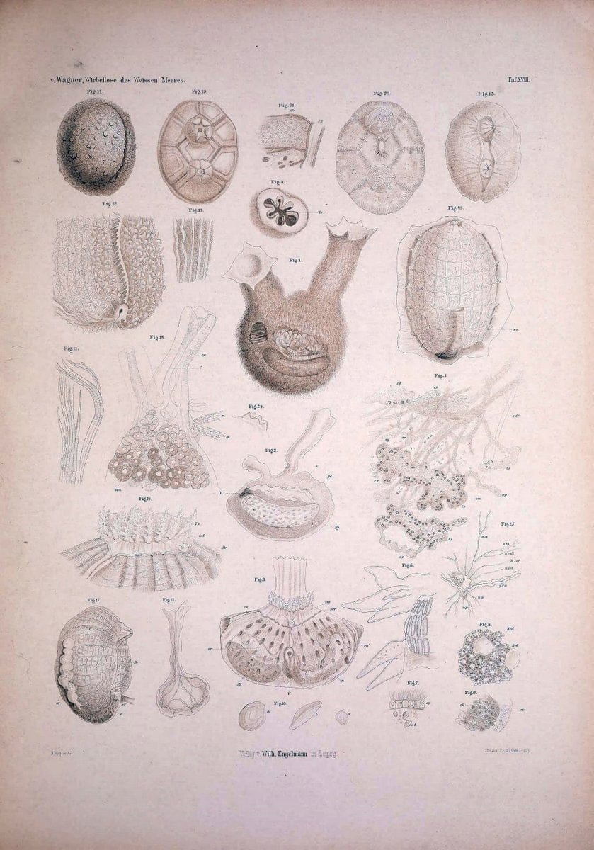 Die Wirbellosen des Weissen Meeres. Erster Band :.Leipzig :W. Engelmann,1885.  | "Marine invertebrates" "Russia (Federation)" "Solovetski Islands" | Vintage Print Reproduction 473825