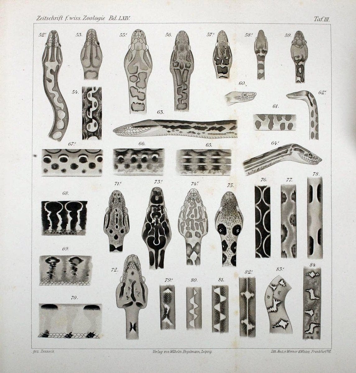 Die Zeichnung der Boiden,.Leipzig,W. Engelmann,1898.. |  | Vintage Print Reproduction 473830