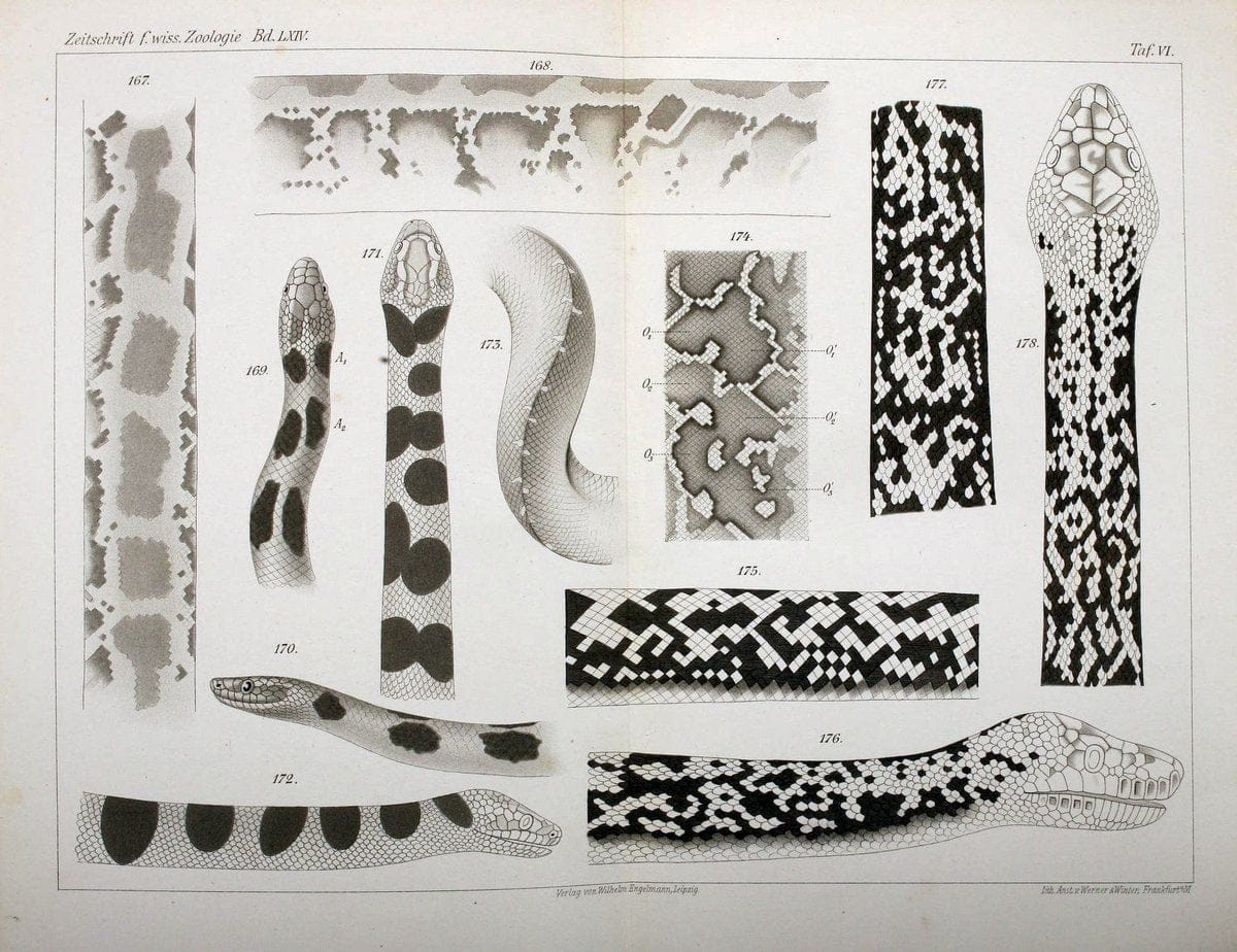 Die Zeichnung der Boiden,.Leipzig,W. Engelmann,1898.. |  | Vintage Print Reproduction 473833