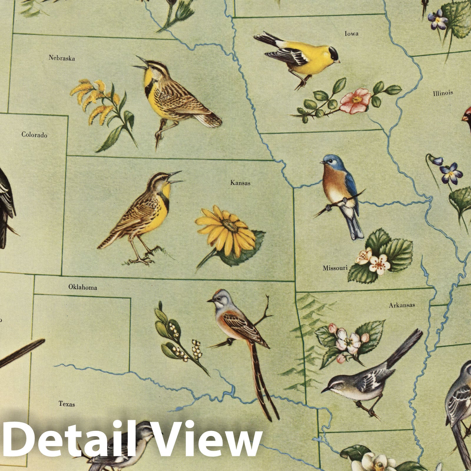 Historic Map - State Bird and Flower Map of the United States, 1965 - Vintage Wall Art