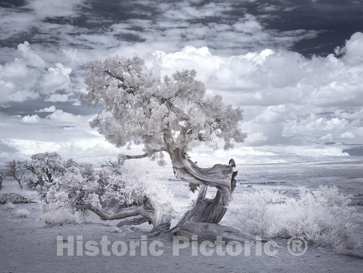 Salton Sea, California Photo - Twisted Tree in The Desert Near The Salton Sea, California-