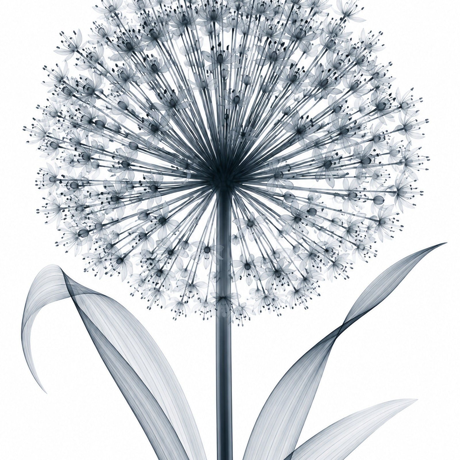 Giant Allium X-Ray Botanical Art Print | Allium giganteum | Scientific Floral Wall Art