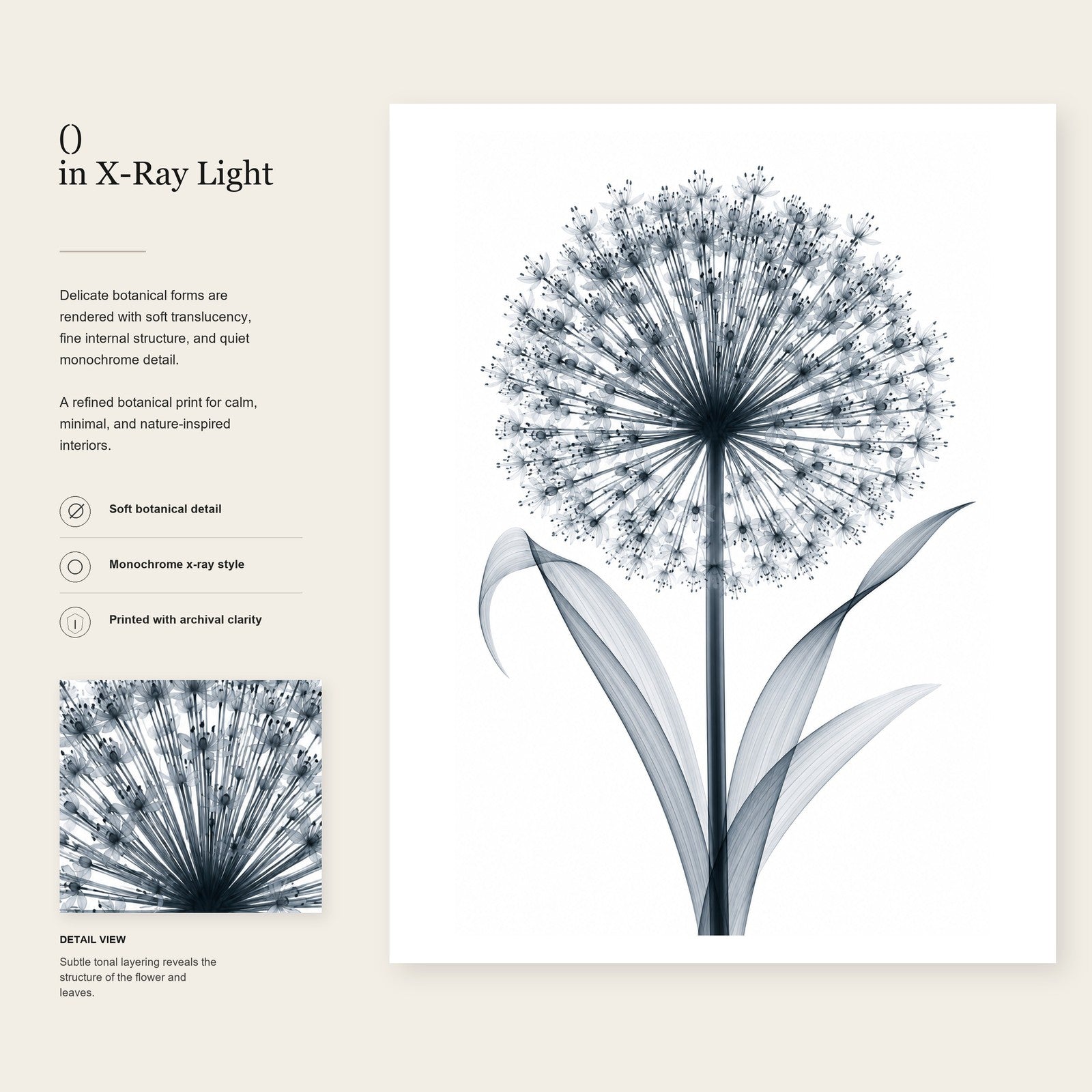 Giant Allium X-Ray Botanical Art Print | Allium giganteum | Scientific Floral Wall Art