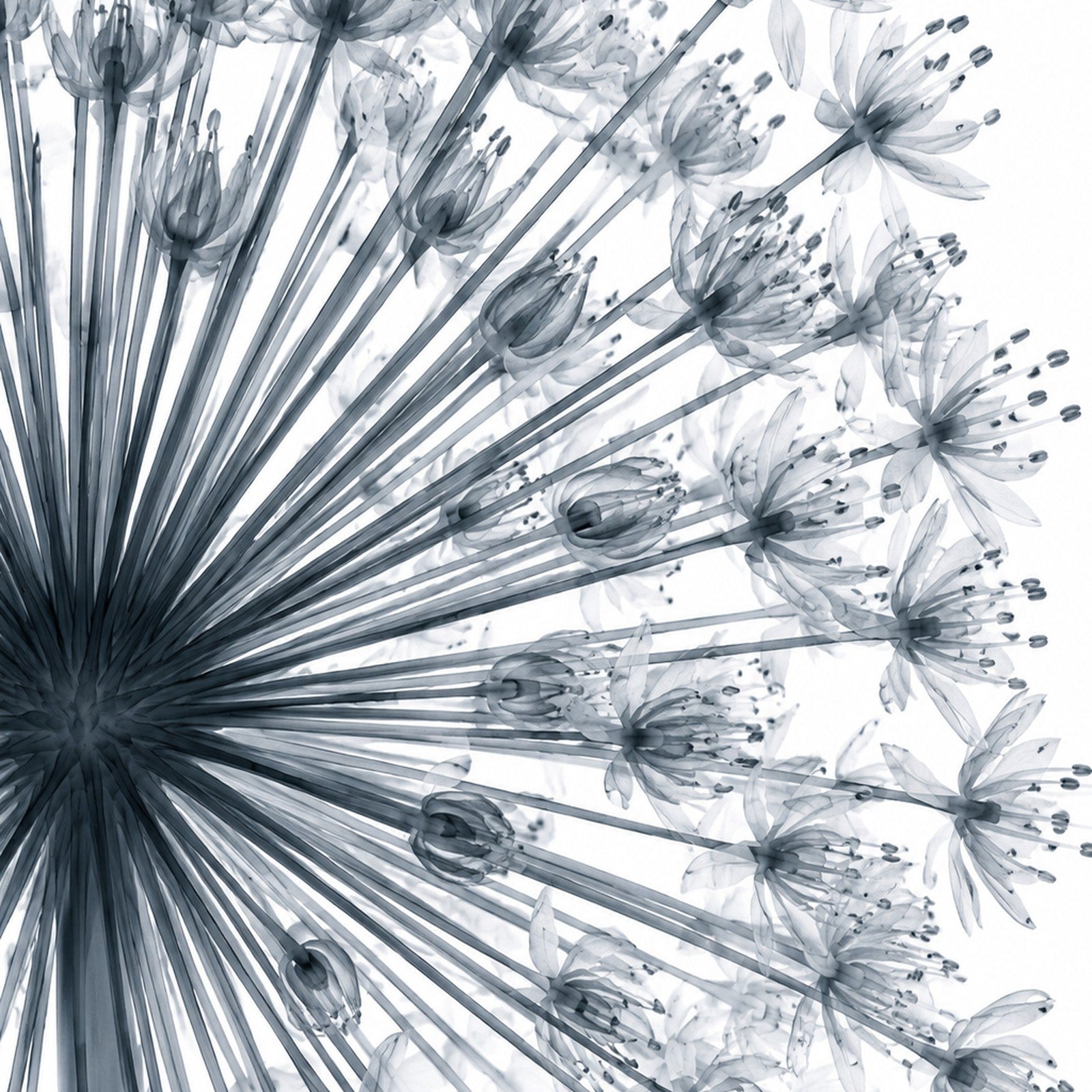 Giant Allium Close-Up X-Ray Botanical Art Print | Allium giganteum | Scientific Floral Wall Art