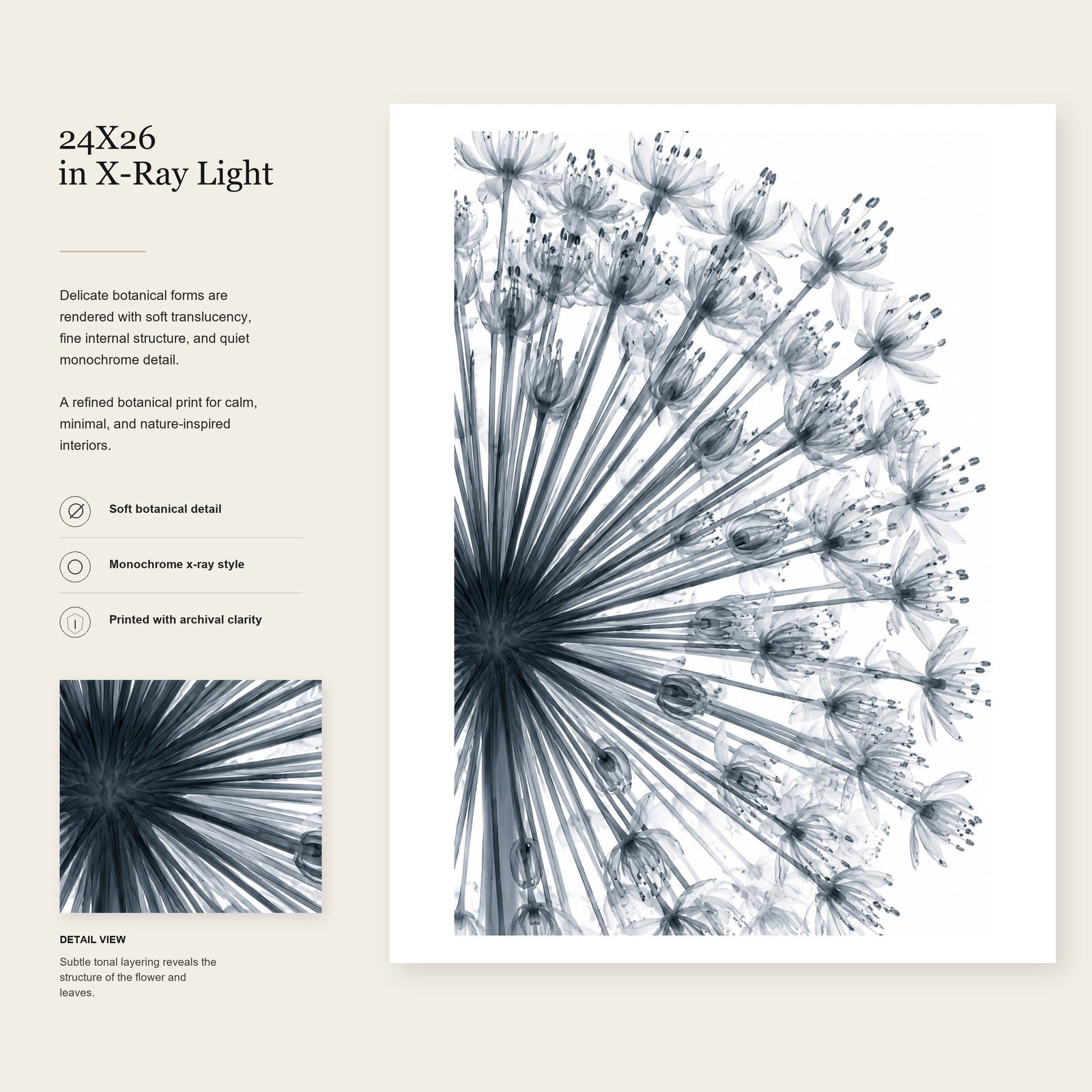 Giant Allium Close-Up X-Ray Botanical Art Print | Allium giganteum | Scientific Floral Wall Art