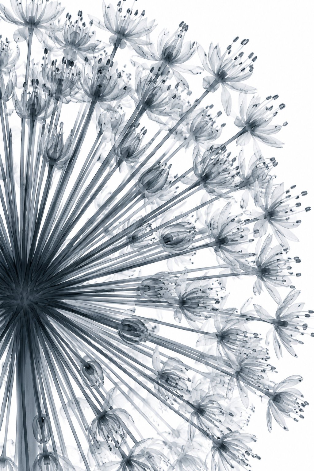 Giant Allium Close-Up X-Ray Botanical Art Print | Allium giganteum | Scientific Floral Wall Art