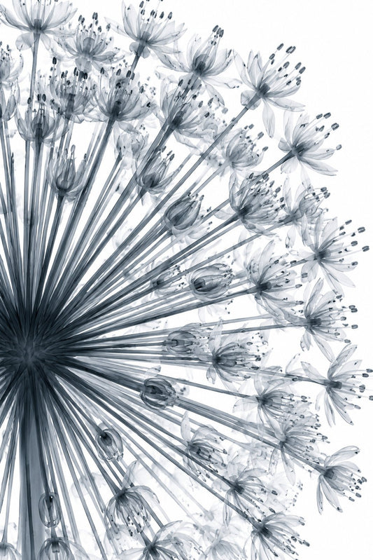 Giant Allium Close-Up X-Ray Botanical Art Print | Allium giganteum | Scientific Floral Wall Art