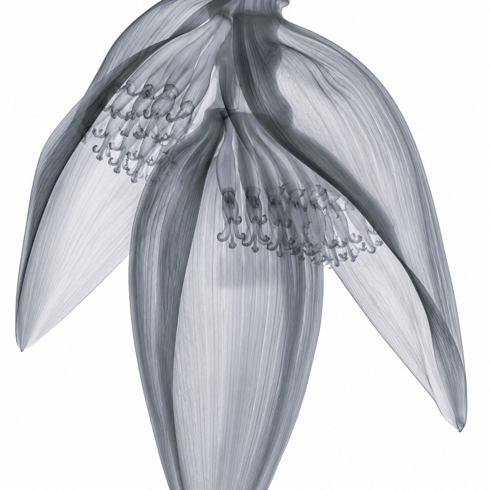 Banana Blossom X-Ray Botanical Art Print | Musa | Scientific Floral Wall Art
