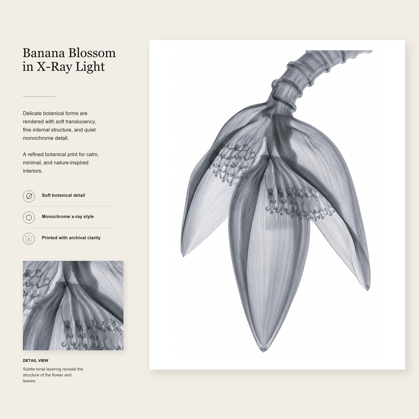 Banana Blossom X-Ray Botanical Art Print | Musa | Scientific Floral Wall Art