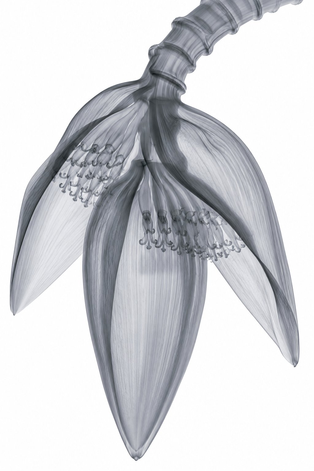 Banana Blossom X-Ray Botanical Art Print | Musa | Scientific Floral Wall Art