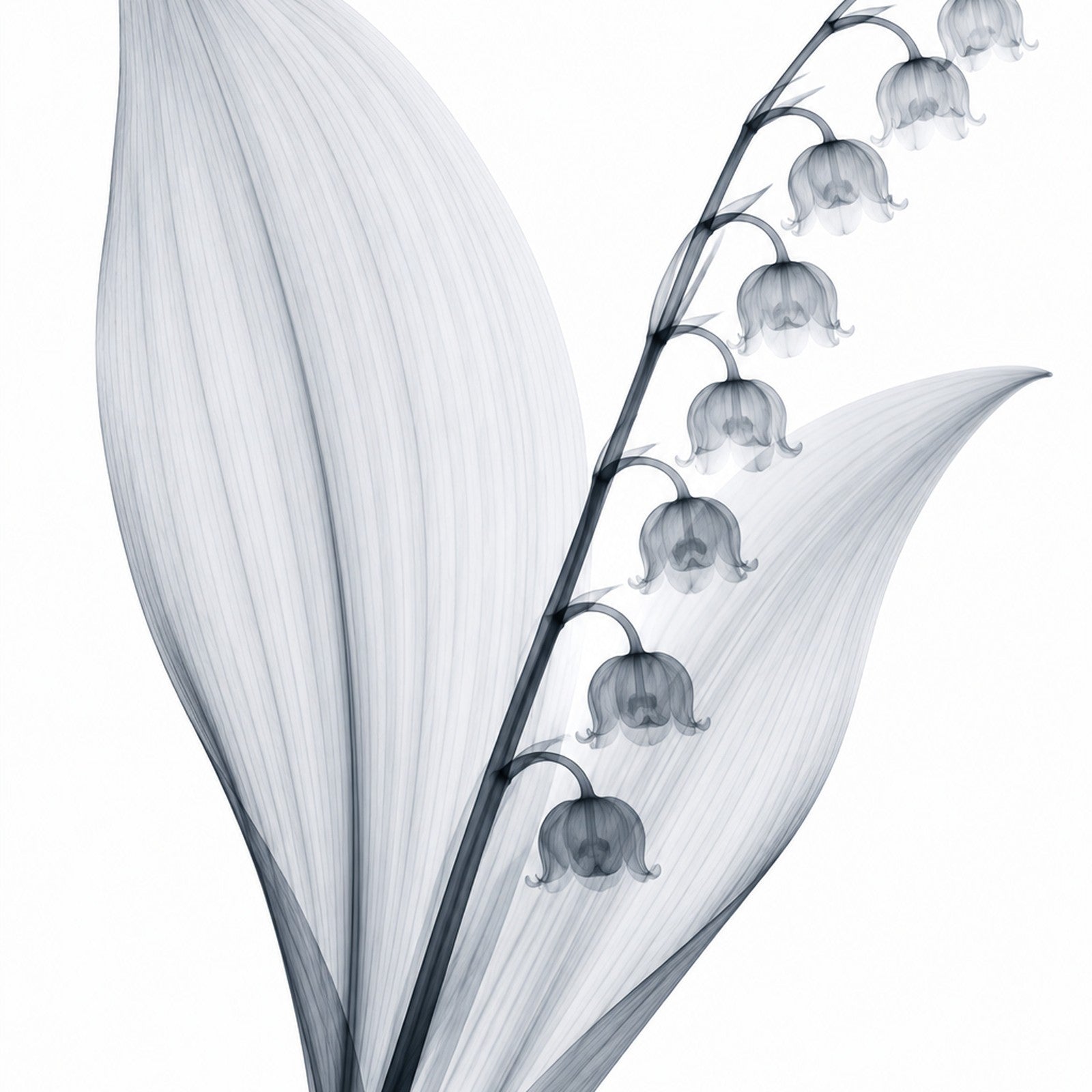 Lily of the Valley X-Ray Botanical Art Print | Convallaria majalis | Scientific Floral Wall Art