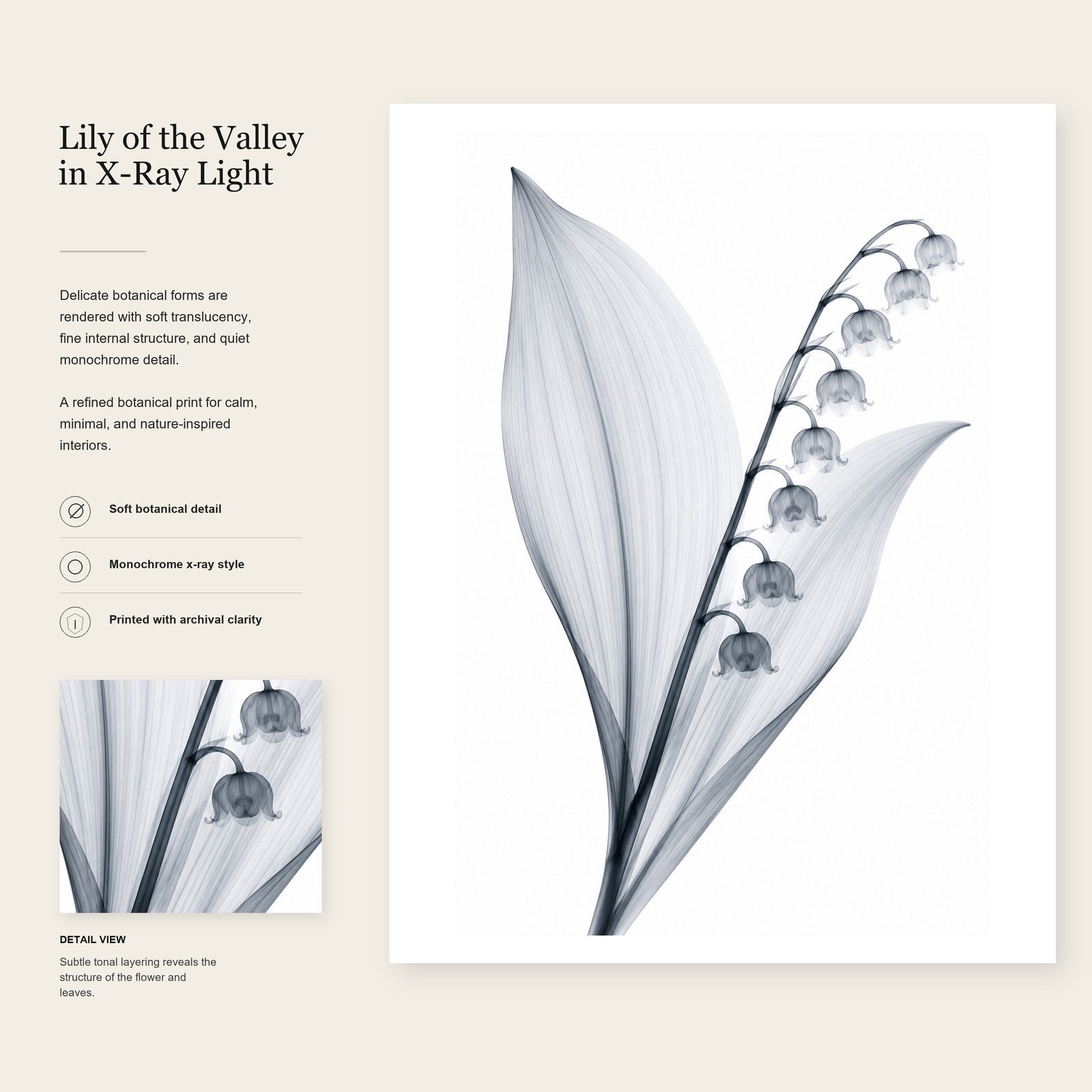 Lily of the Valley X-Ray Botanical Art Print | Convallaria majalis | Scientific Floral Wall Art
