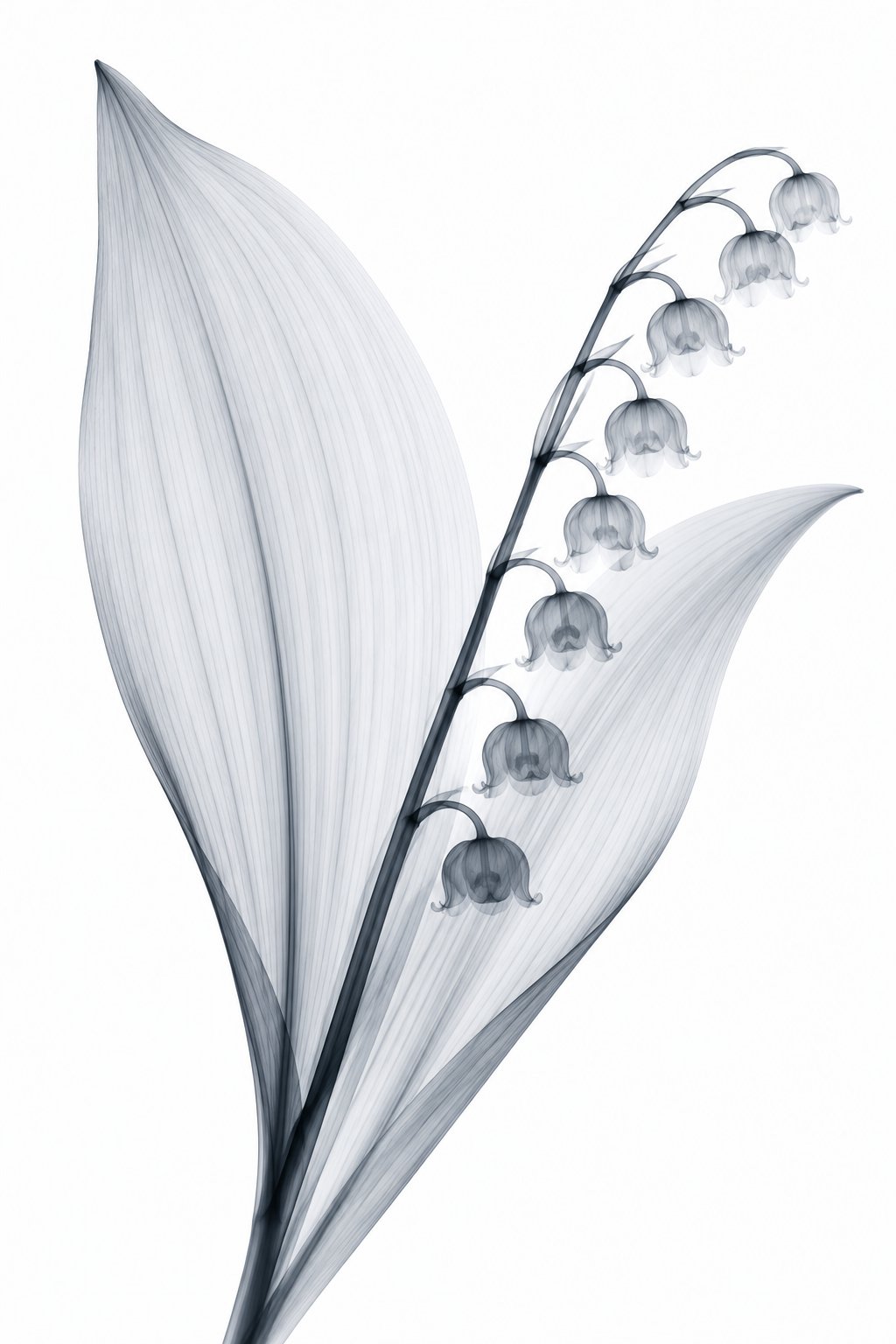 Lily of the Valley X-Ray Botanical Art Print | Convallaria majalis | Scientific Floral Wall Art