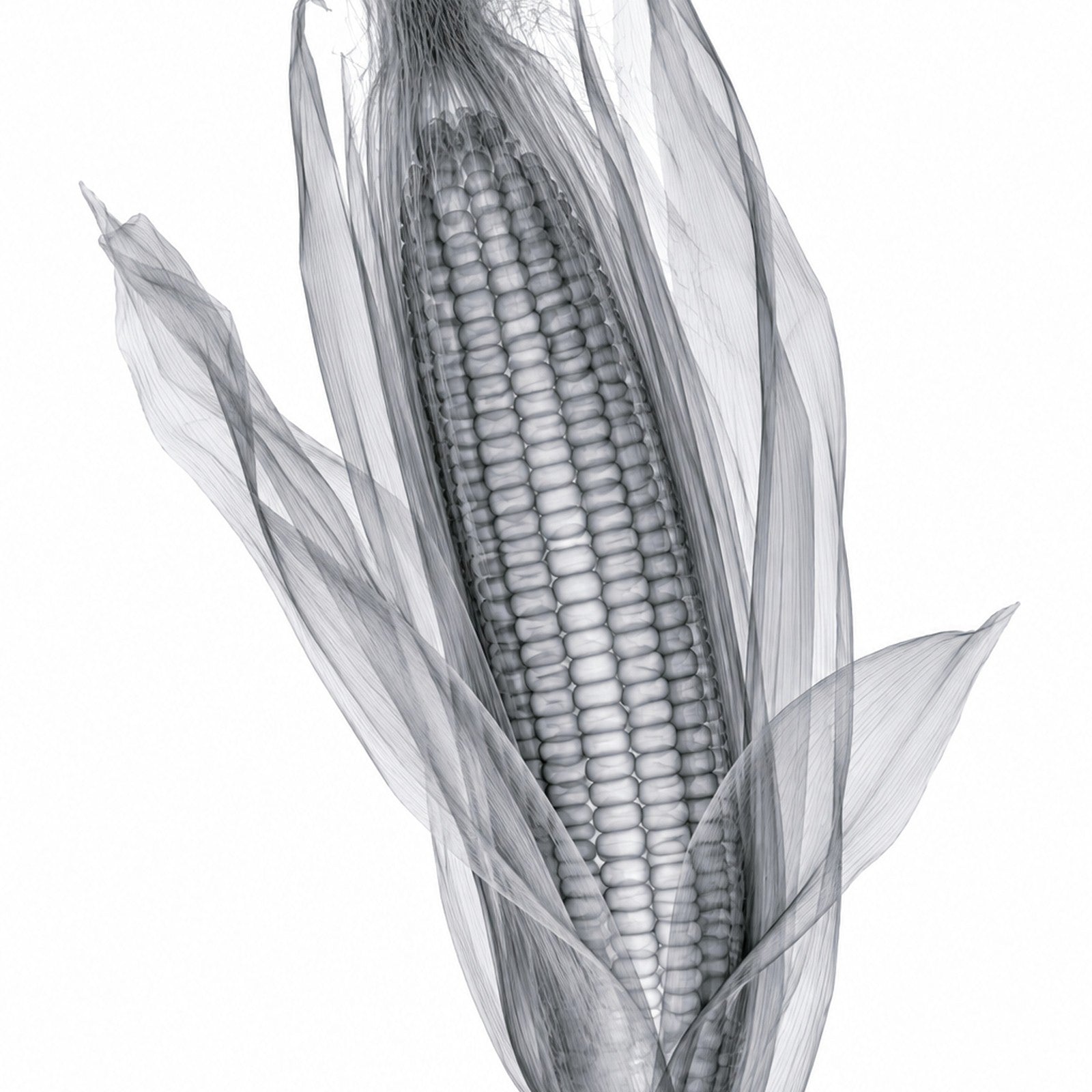 Corn Ear X-Ray Botanical Art Print | Zea mays | Scientific Floral Wall Art