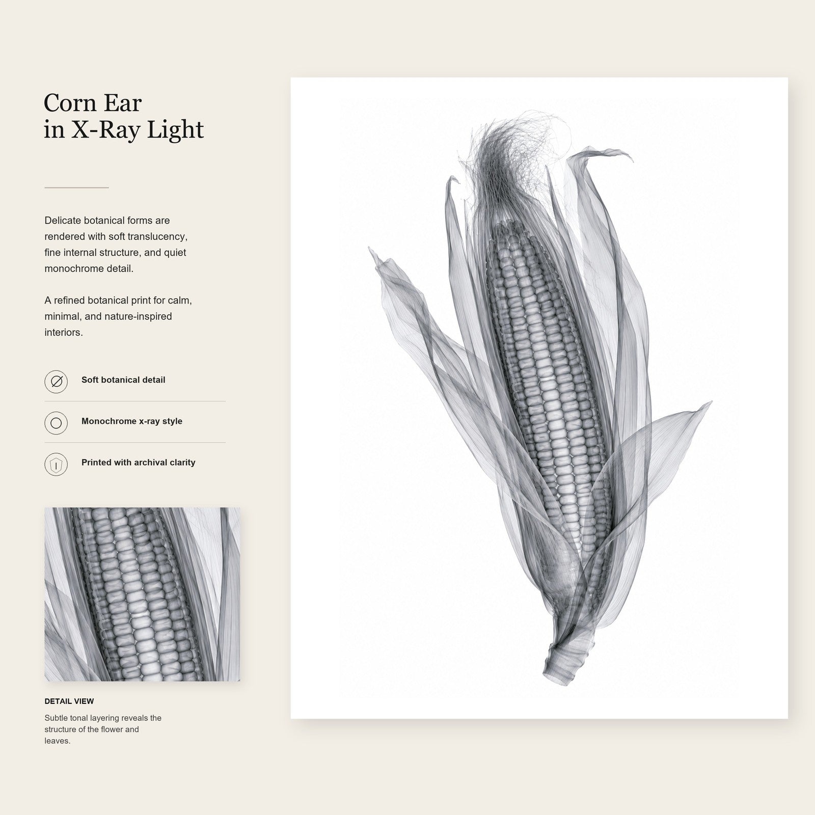 Corn Ear X-Ray Botanical Art Print | Zea mays | Scientific Floral Wall Art