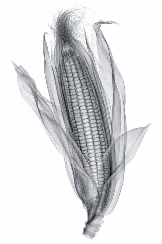 Corn Ear X-Ray Botanical Art Print | Zea mays | Scientific Floral Wall Art