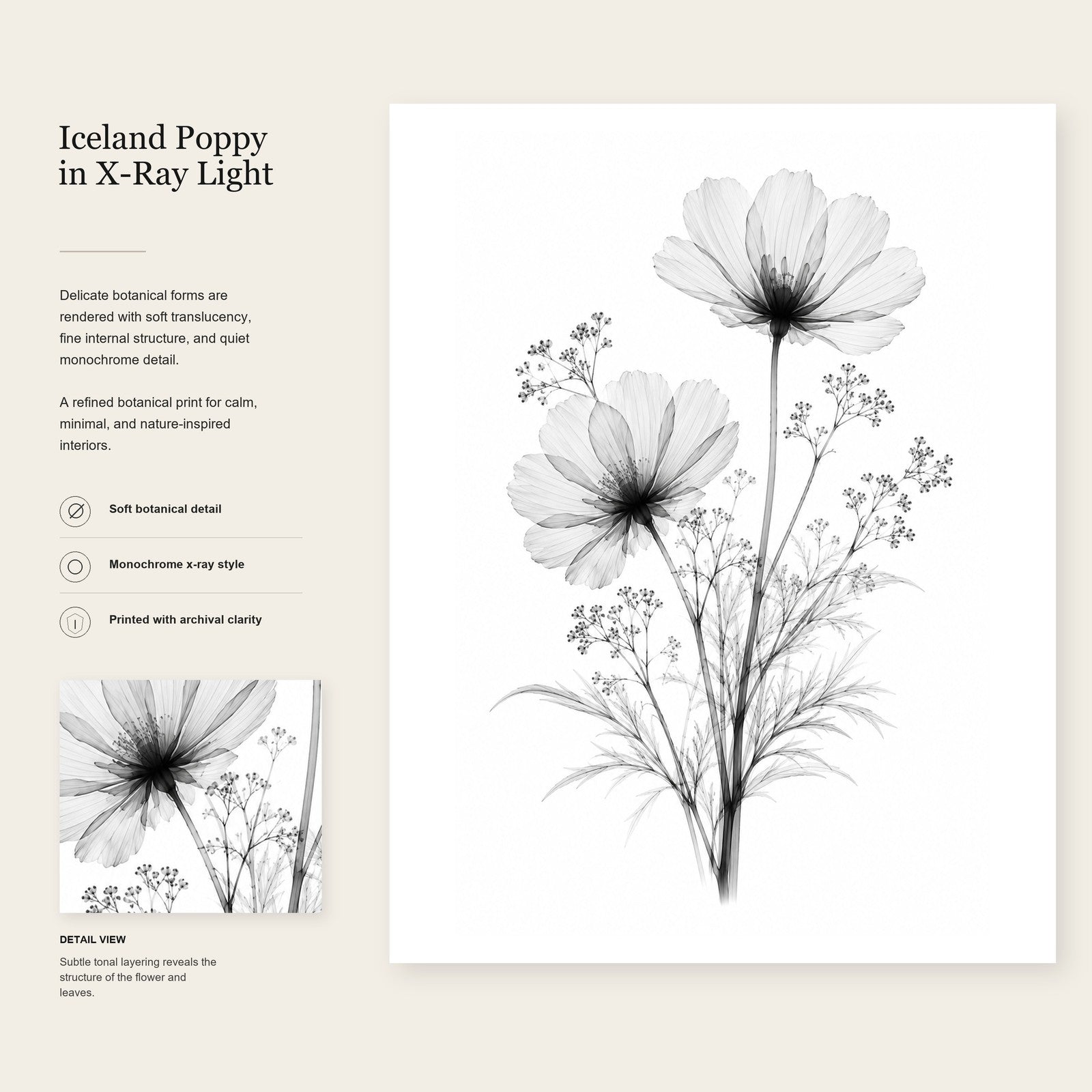 Iceland Poppy X-Ray Botanical Art Print | Papaver nudicaule | Scientific Floral Wall Art