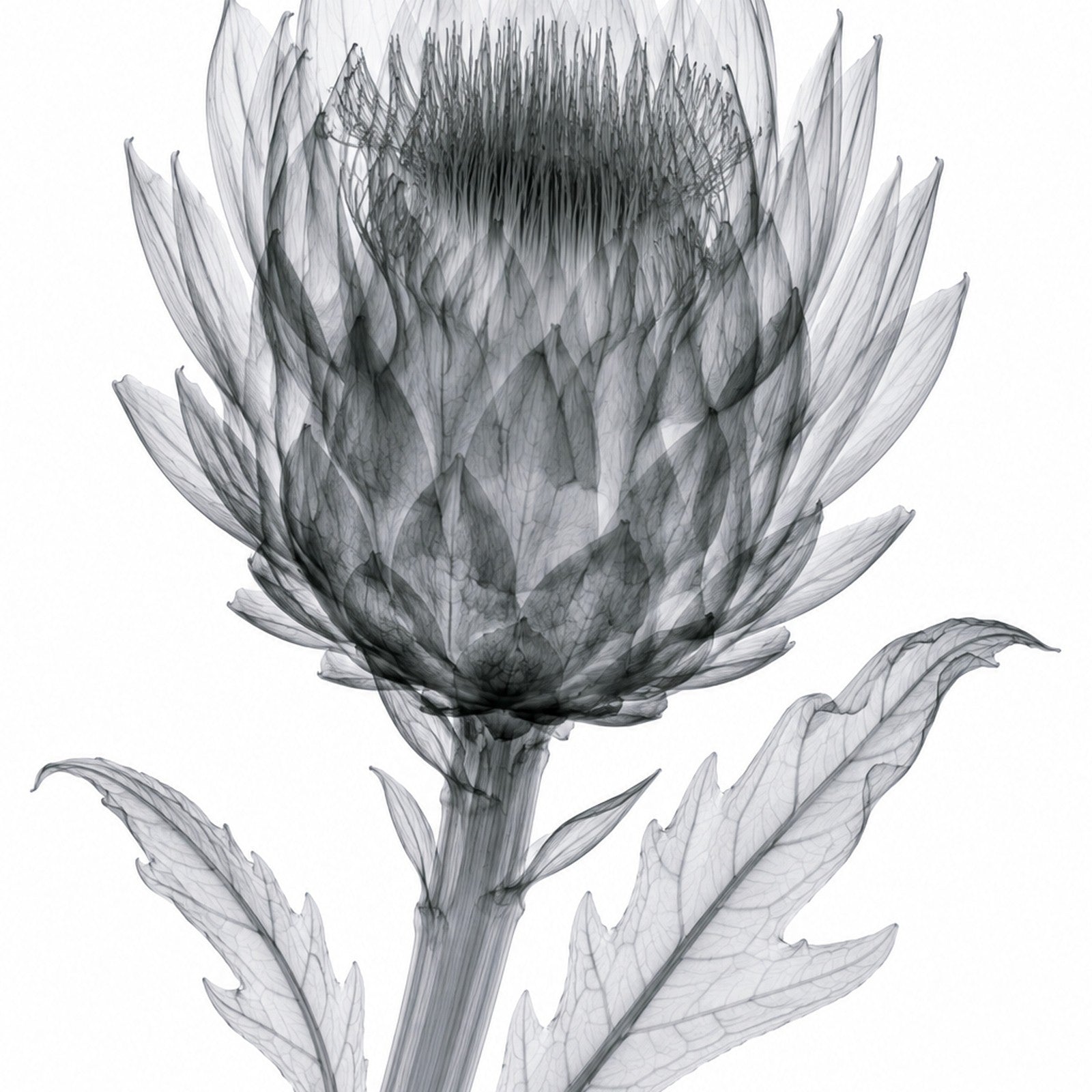 Artichoke X-Ray Botanical Art Print | Cynara scolymus | Scientific Floral Wall Art
