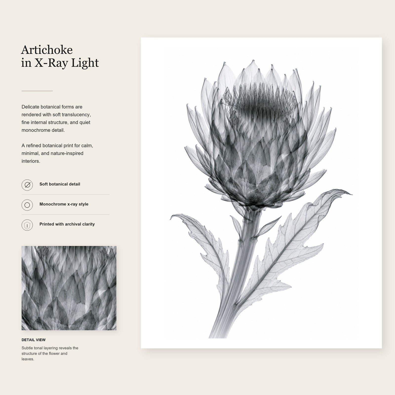 Artichoke X-Ray Botanical Art Print | Cynara scolymus | Scientific Floral Wall Art