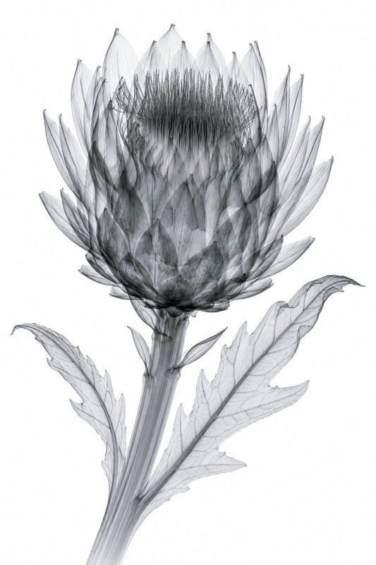 Artichoke X-Ray Botanical Art Print | Cynara scolymus | Scientific Floral Wall Art