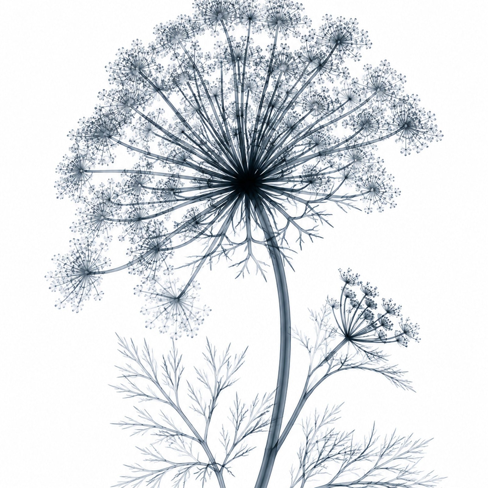 Wild Carrot X-Ray Botanical Art Print | Daucus carota | Scientific Floral Wall Art