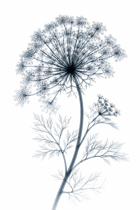 Wild Carrot X-Ray Botanical Art Print | Daucus carota | Scientific Floral Wall Art