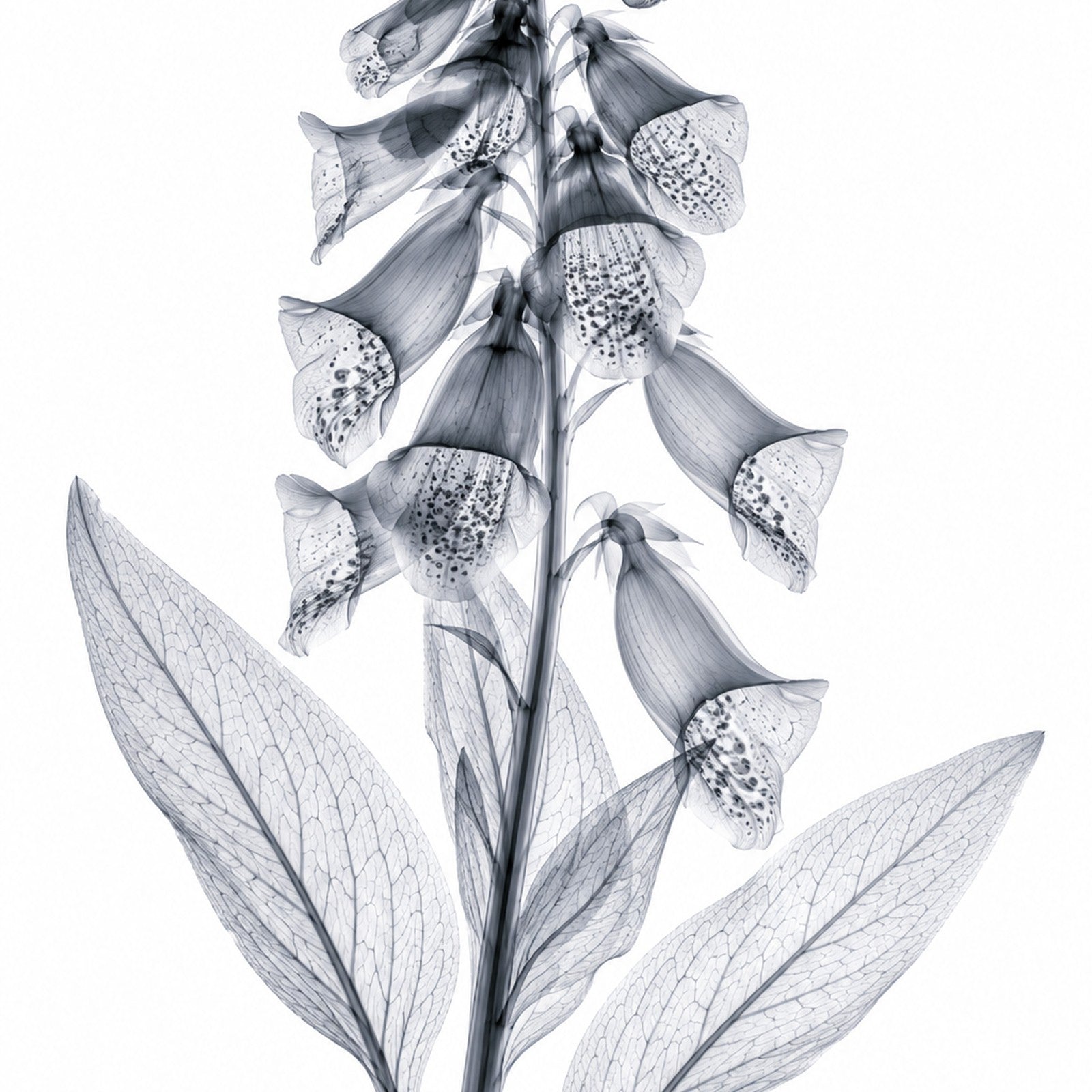 Foxglove II X-Ray Botanical Art Print | Digitalis purpurea | Scientific Floral Wall Art