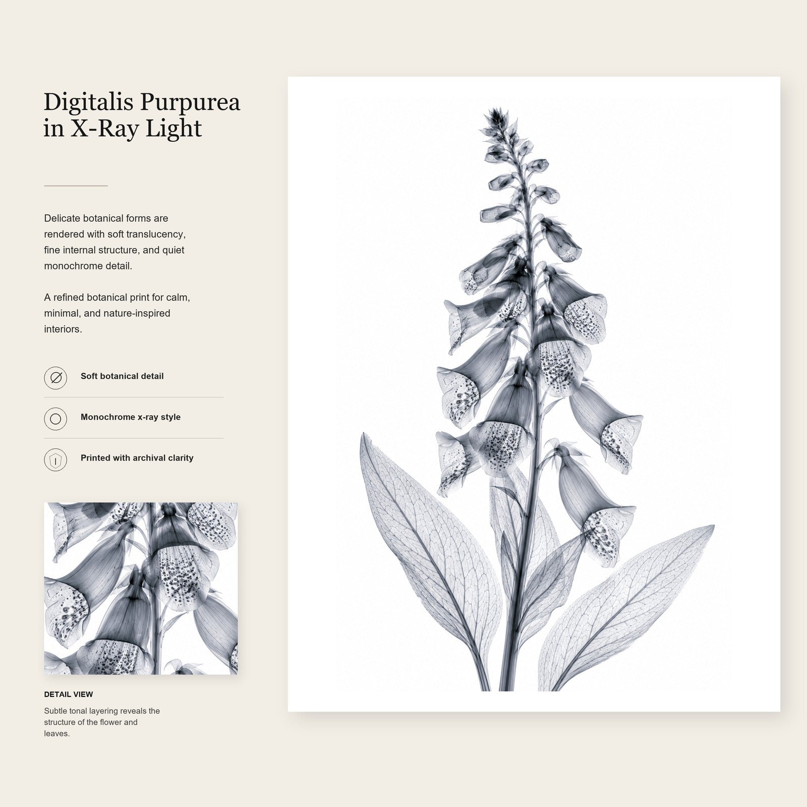 Foxglove II X-Ray Botanical Art Print | Digitalis purpurea | Scientific Floral Wall Art